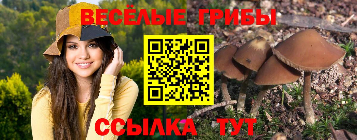 Кашира  Псилоцибиновые грибы прущие грибы  Вход с VPN 